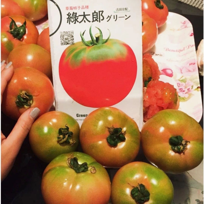 绿太郞草莓柿子种子草莓番茄种子早熟耐寒深粉红高圆大果