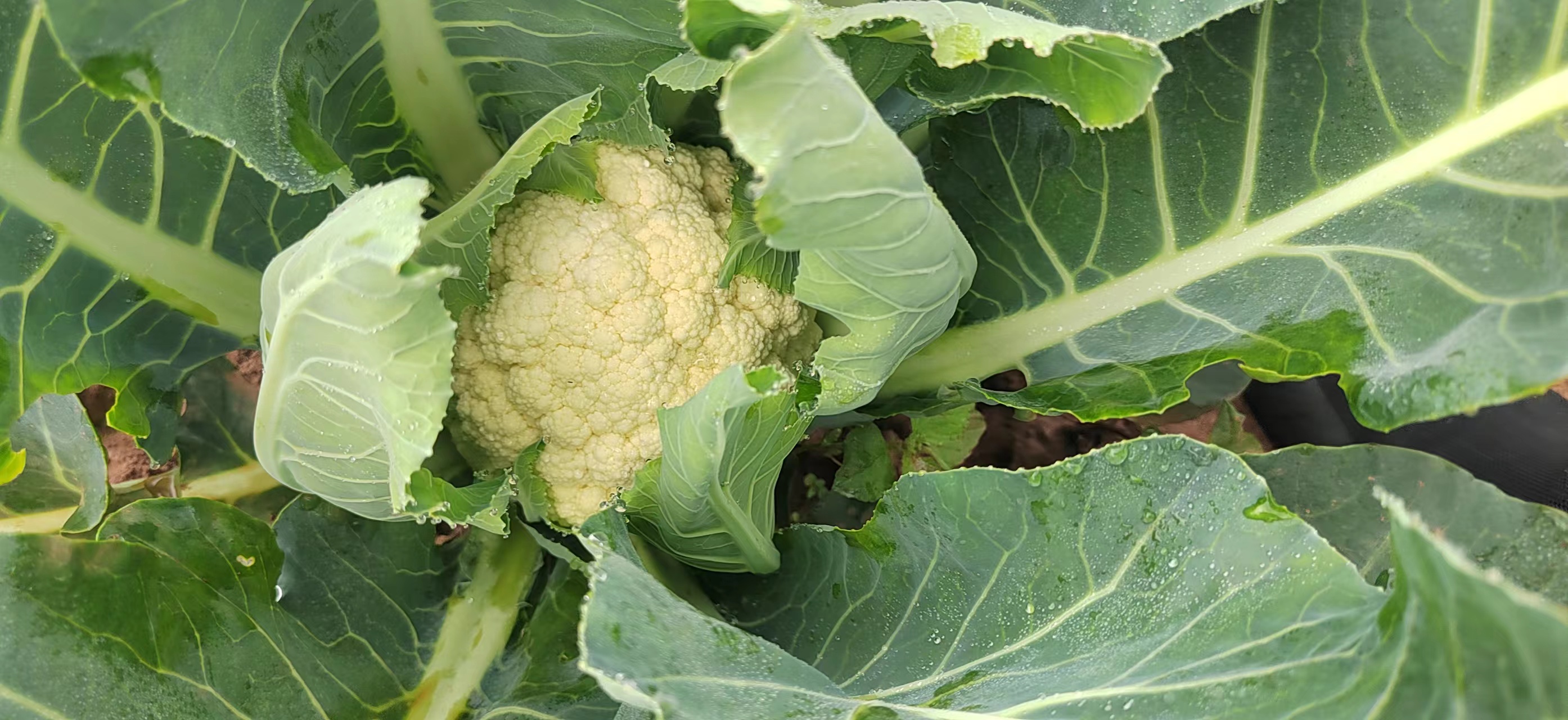 松花菜田间种植实景图