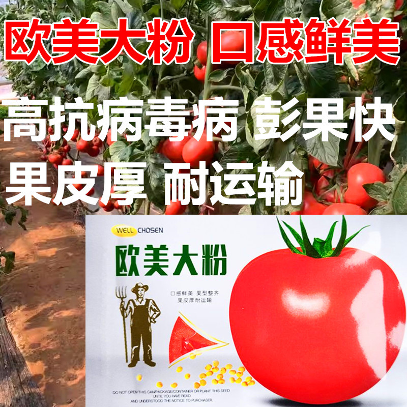 欧美大粉西红柿种子早熟耐寒无限生长不早衰越冬番茄