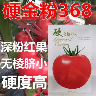 硬金粉368番茄种子无限生长深粉红果硬度高耐运输