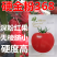 硬金粉368番茄种子无限生长深粉红果硬度高耐运输