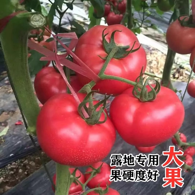 硬金粉368番茄种子无限生长深粉红果硬度高耐运输
