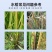 水稻粒粒饱水稻黄金增产促分蘖抗倒伏生根壮苗专用叶面肥料