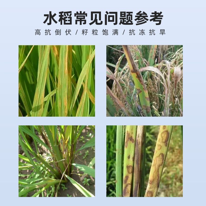 水稻粒粒饱水稻黄金增产促分蘖抗倒伏生根壮苗专用叶面肥料