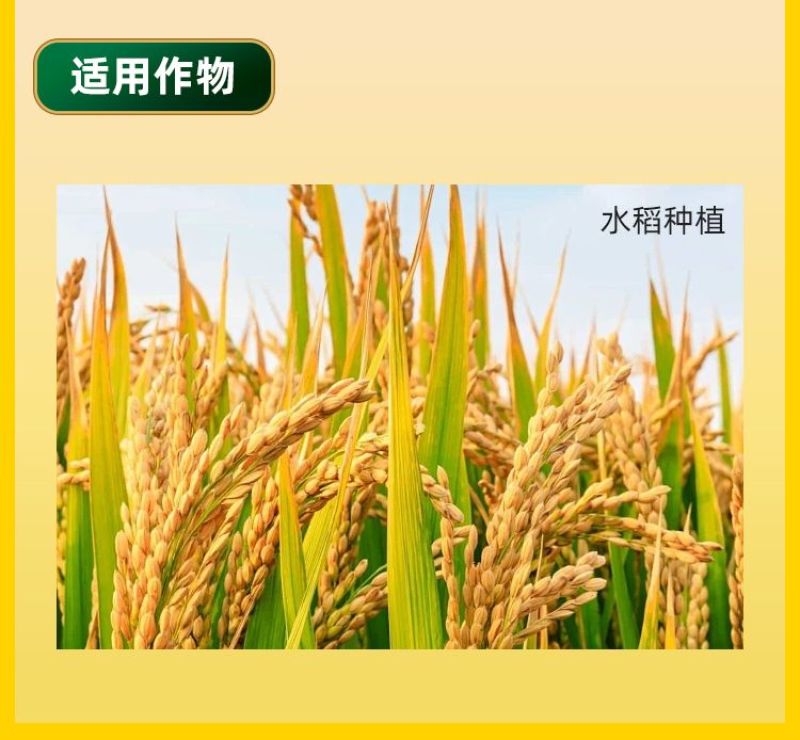 水稻粒粒饱水稻黄金增产促分蘖抗倒伏生根壮苗专用叶面肥料