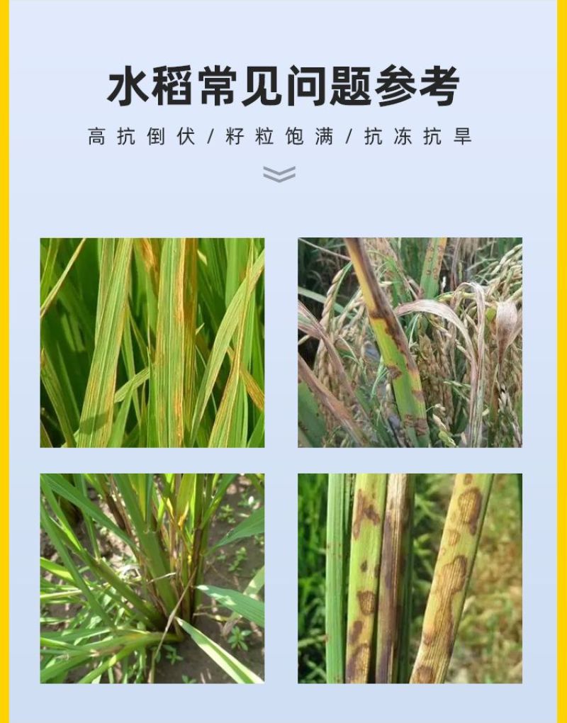 水稻粒粒饱水稻黄金增产促分蘖抗倒伏生根壮苗专用叶面肥料