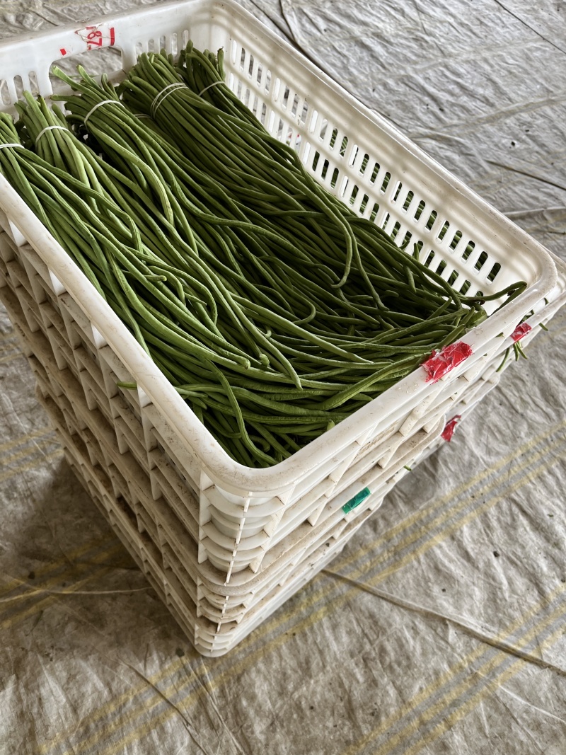 精品豆角一手货源对接平台商超量大从优