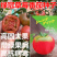 绿冠草莓西红柿种子水果草莓番茄种子座果强无限生长