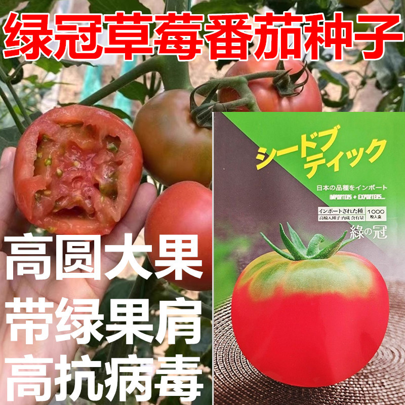 绿冠草莓西红柿种子水果草莓番茄种子座果强无限生长