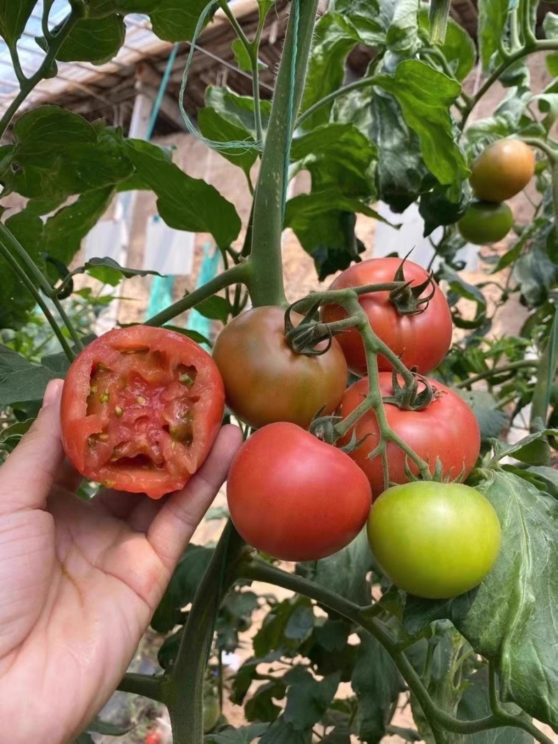 绿冠草莓西红柿种子水果草莓番茄种子座果强无限生长
