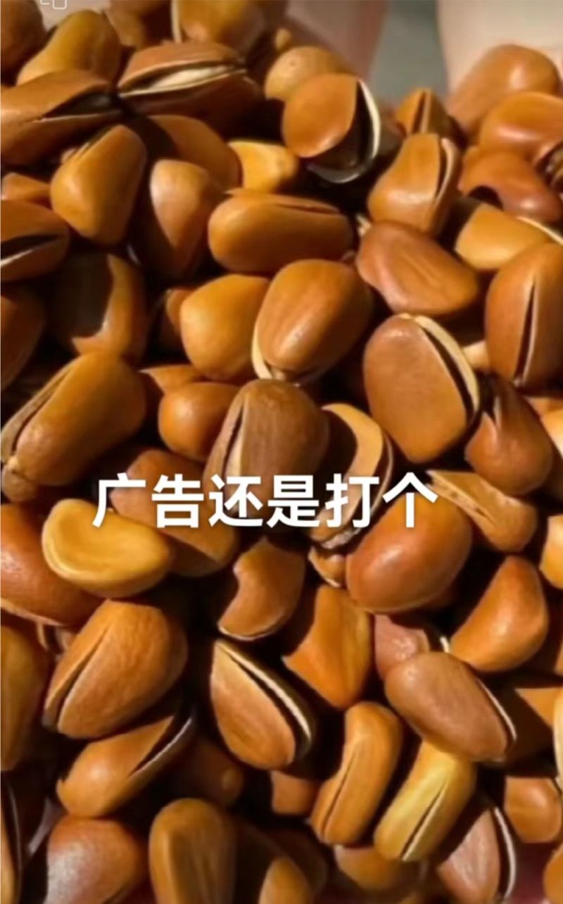 【优选松子】四川松子-华山松-落水松，开口松-品类全价格优惠