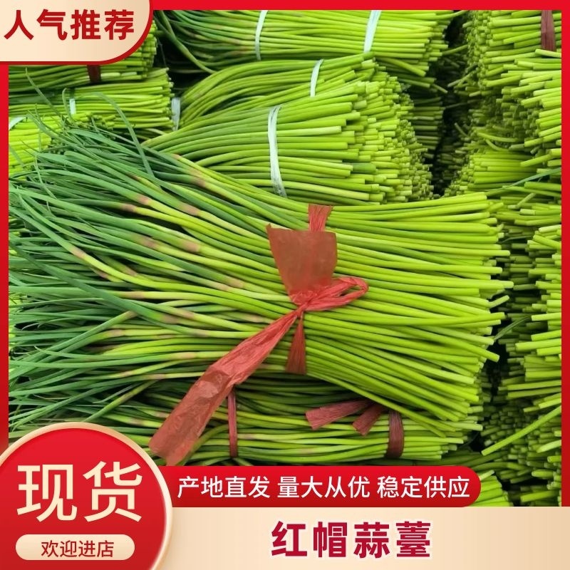 红帽蒜苔大量上市，一手货源，产地直发品质保证对接商超电商