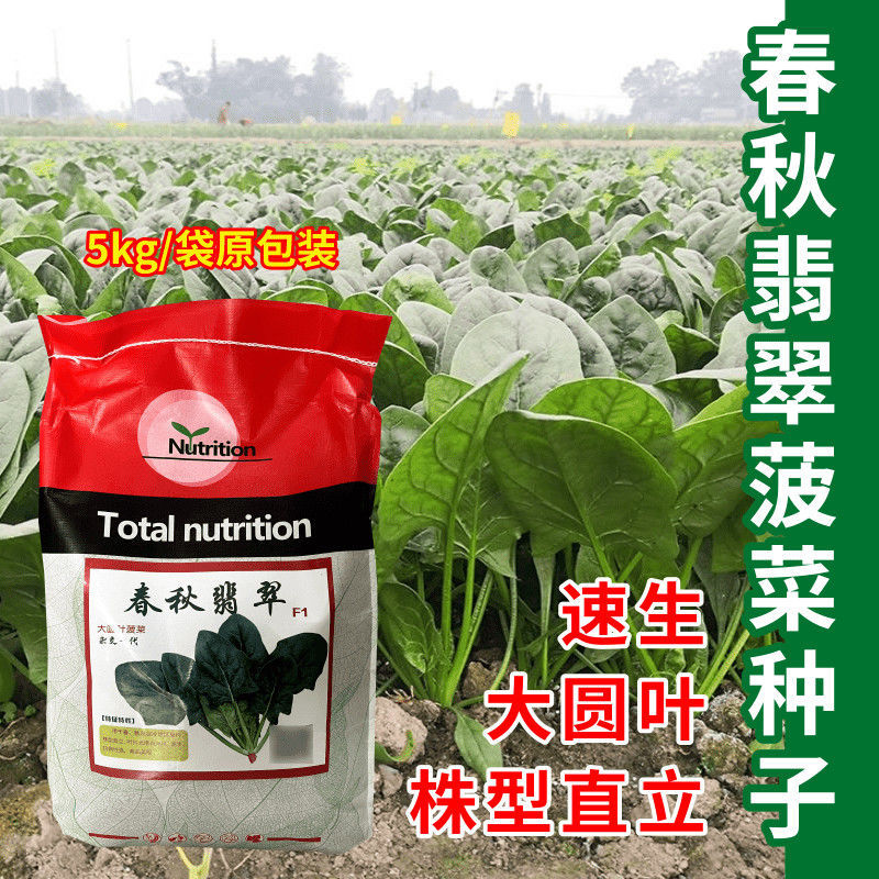 春秋翡翠菠菜种子10斤原装大圆叶菠菜种子速生直立