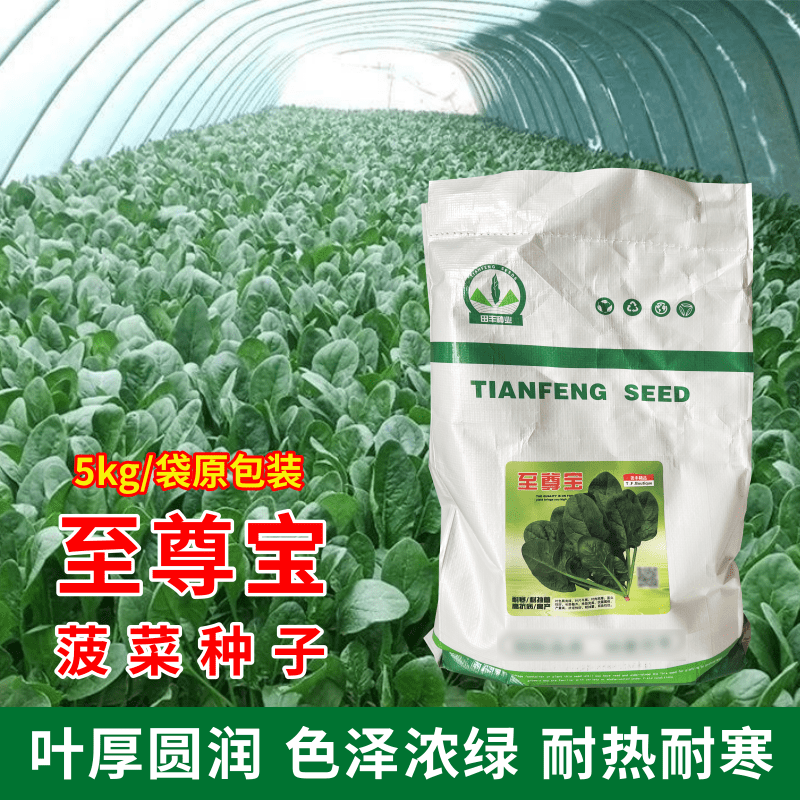 至尊宝菠菜种子10斤原装叶厚圆润色泽浓绿耐热耐寒