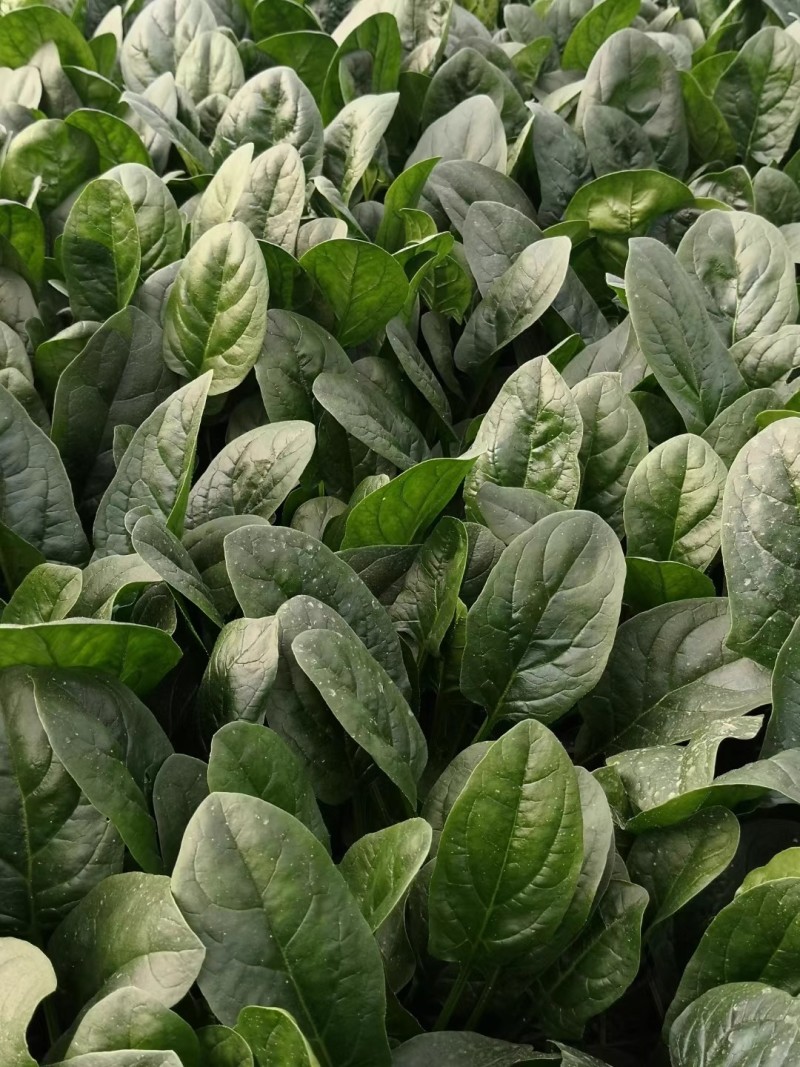 至尊宝菠菜种子10斤原装叶厚圆润色泽浓绿耐热耐寒