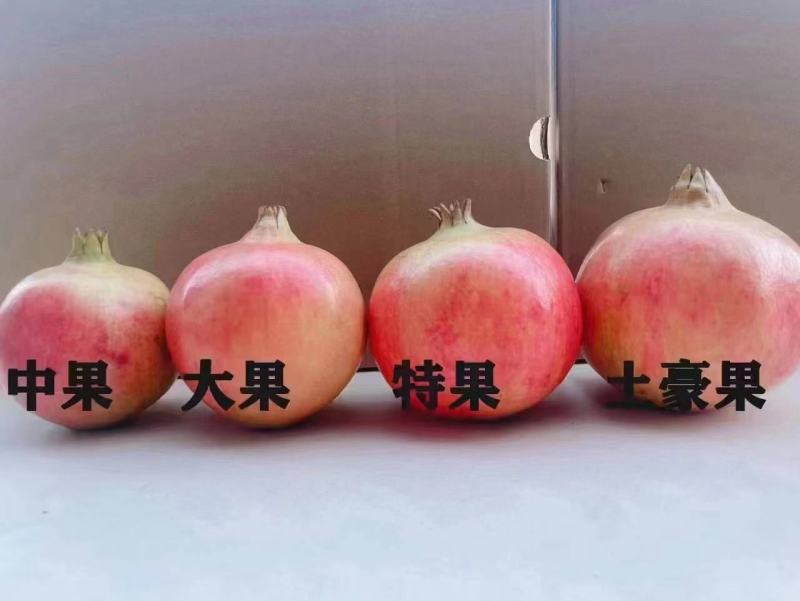 凉山软籽石榴突尼斯软籽石榴色泽鲜艳规格齐全视频看货
