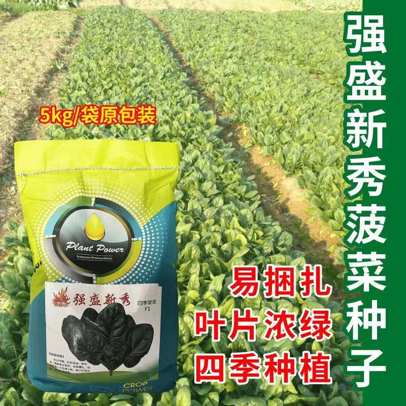 强盛新秀四季菠菜种子10斤原装叶片浓绿抗病易捆扎