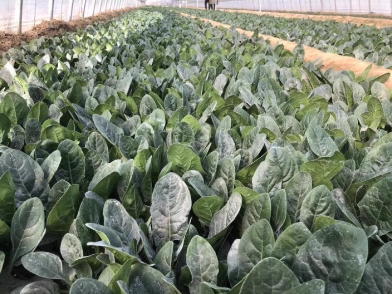 强盛新秀四季菠菜种子10斤原装叶片浓绿抗病易捆扎