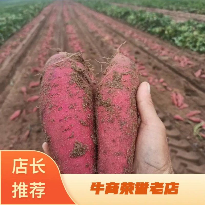辽宁省彰武县沙地红署