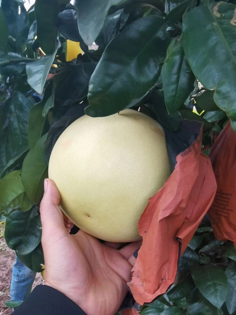 红心柚蜜柚等，品种齐全，基地直发，保质保量，可视频看货