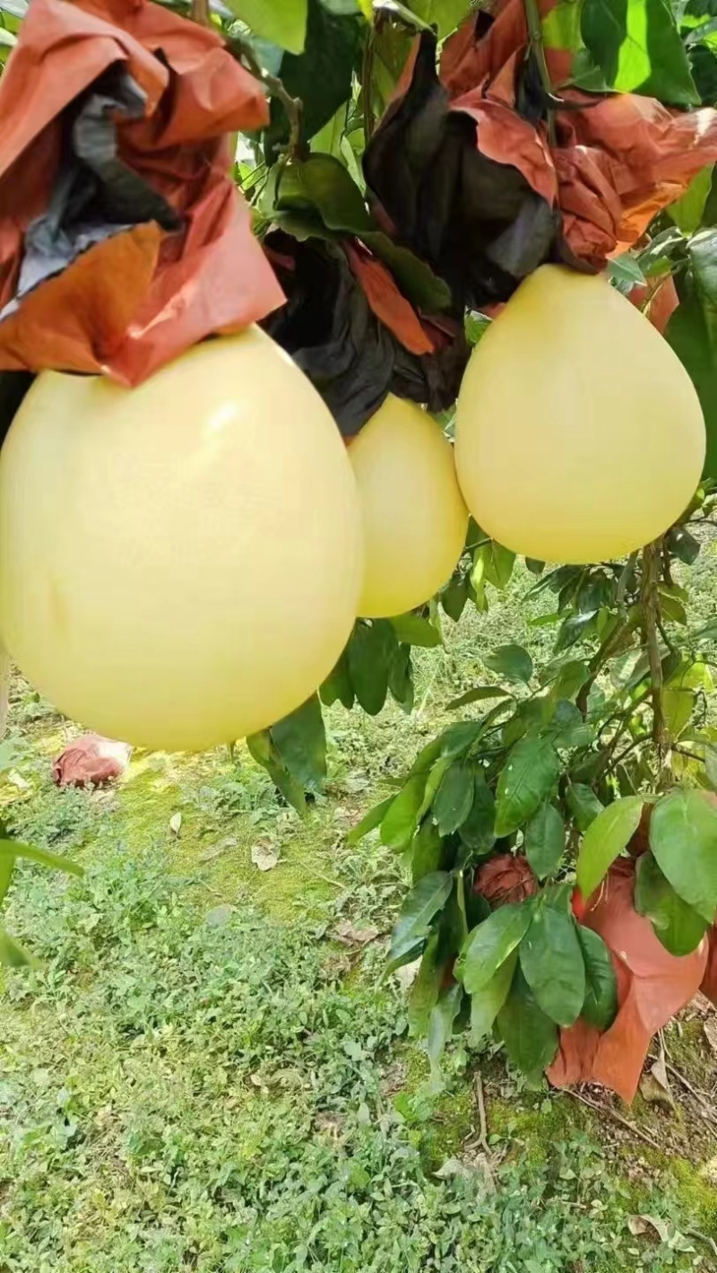 红心柚蜜柚等，品种齐全，基地直发，保质保量，可视频看货