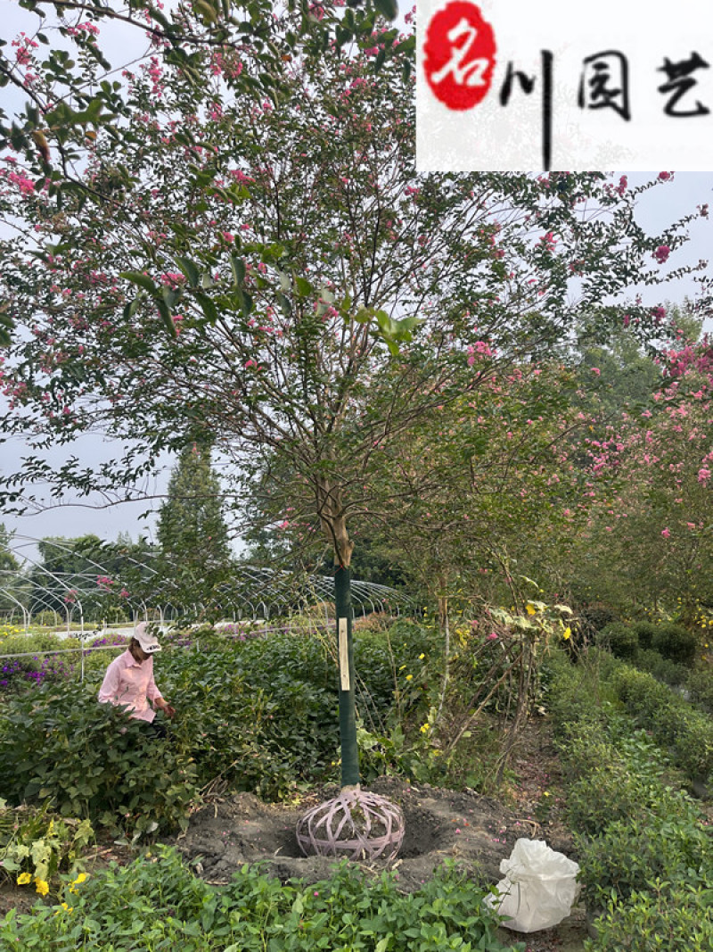 紫薇8-12公分降价处理成都苗圃清地处理紫薇欲购从速