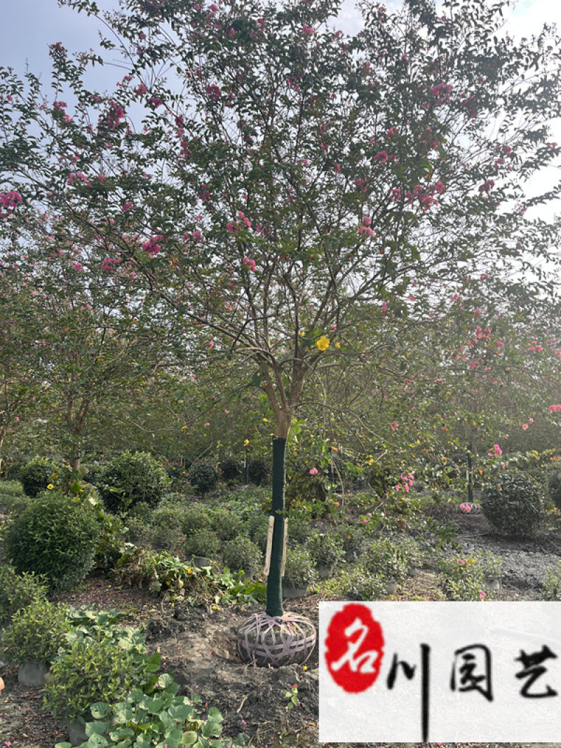 紫薇8-12公分降价处理成都苗圃清地处理紫薇欲购从速