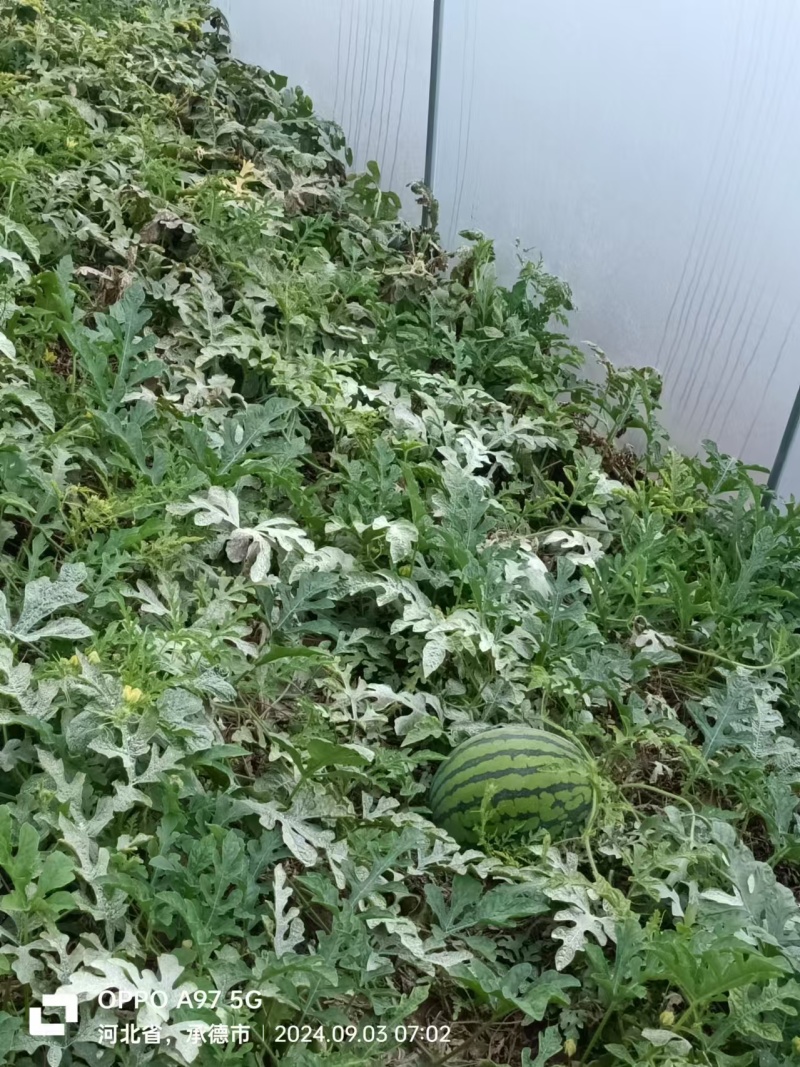 麒麟西瓜有籽大量上市对接全国量大价优欢迎联系