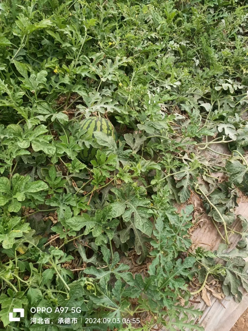 麒麟西瓜有籽大量上市对接全国量大价优欢迎联系