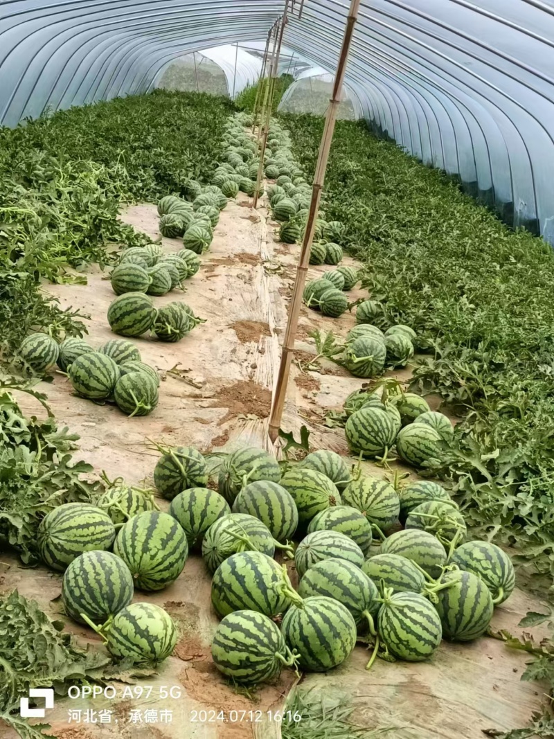 有籽麒麟西瓜大量上市对接全国量大价优欢迎联系