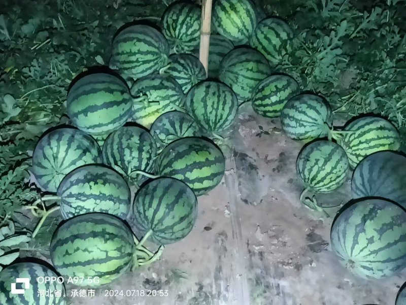 有籽麒麟西瓜大量上市对接全国量大价优欢迎联系