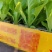 成活率高生菜苗脆爽耐抽苔生菜苗意大利生菜苗