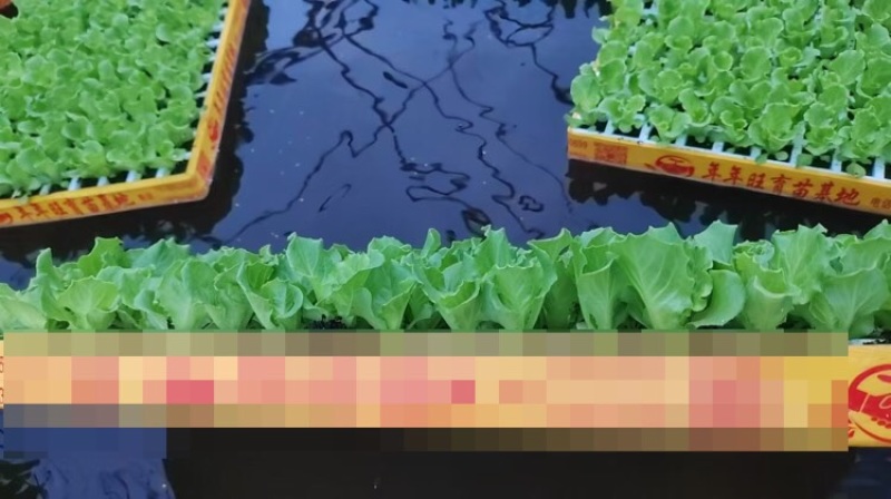成活率高生菜苗脆爽耐抽苔生菜苗意大利生菜苗