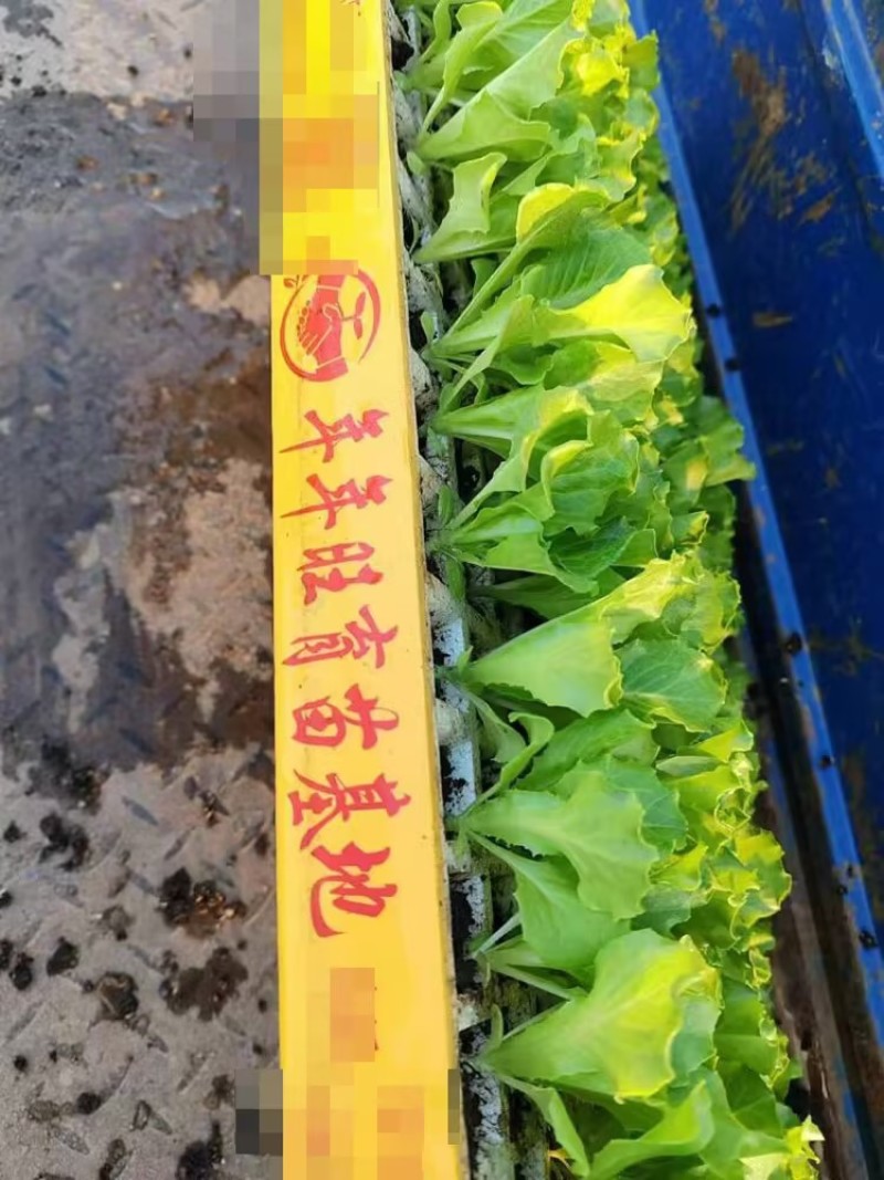 成活率高生菜苗脆爽耐抽苔生菜苗意大利生菜苗
