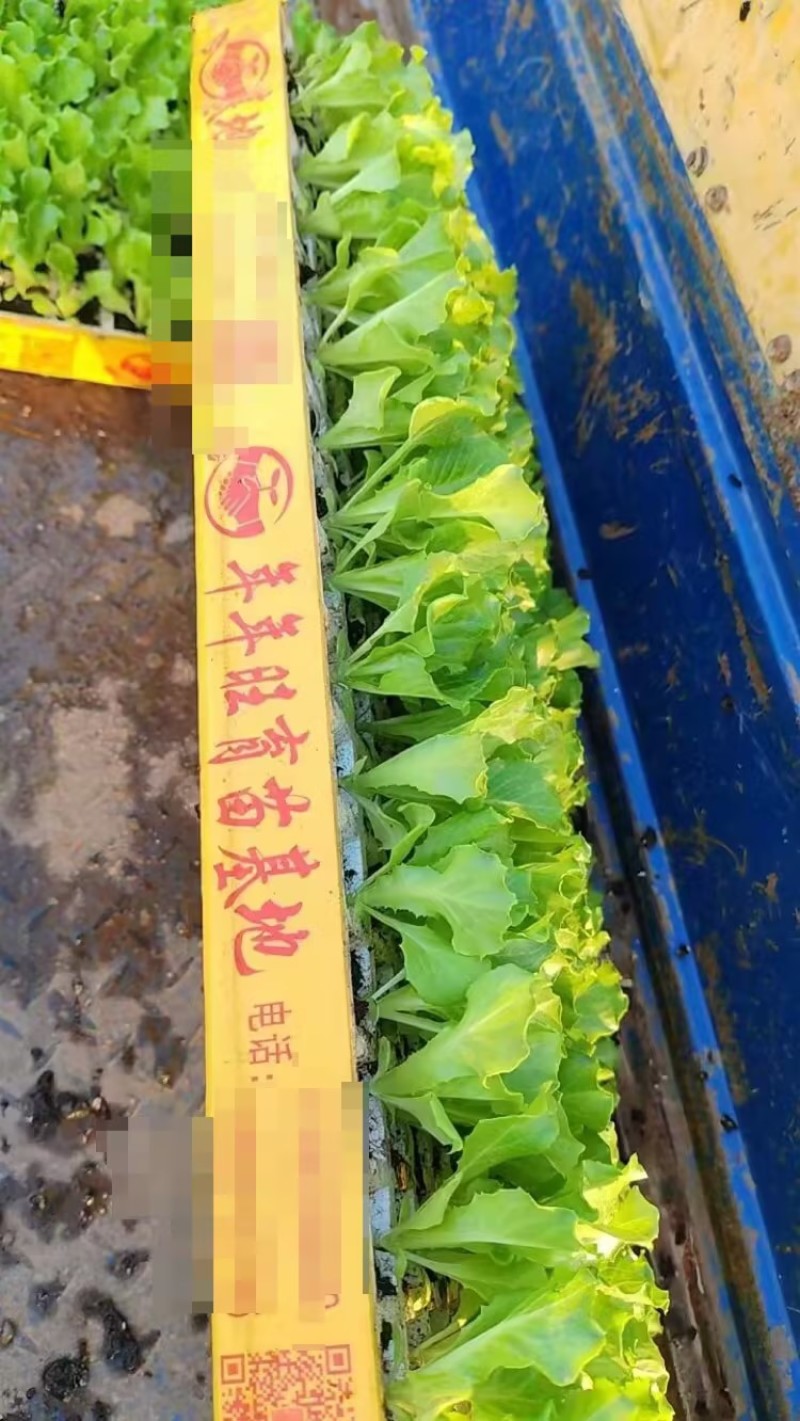 成活率高生菜苗脆爽耐抽苔生菜苗意大利生菜苗