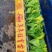 成活率高生菜苗脆爽耐抽苔生菜苗意大利生菜苗