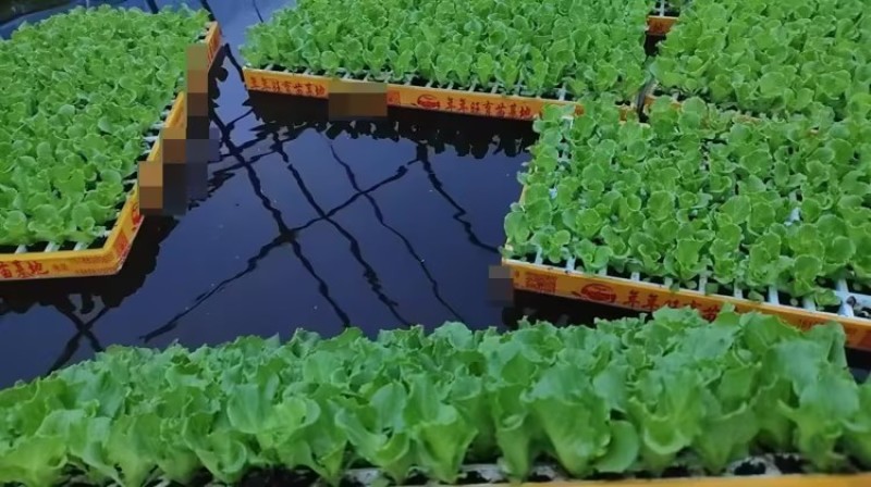成活率高生菜苗脆爽耐抽苔生菜苗意大利生菜苗