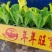 意大利耐抽苔生菜苗存活率高生菜苗基地长期供应生菜苗