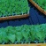 意大利耐抽苔生菜苗存活率高生菜苗基地长期供应生菜苗
