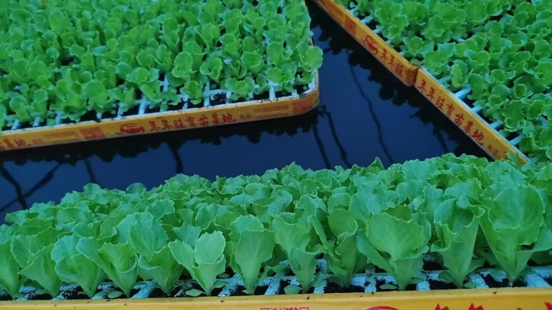 意大利耐抽苔生菜苗存活率高生菜苗基地长期供应生菜苗