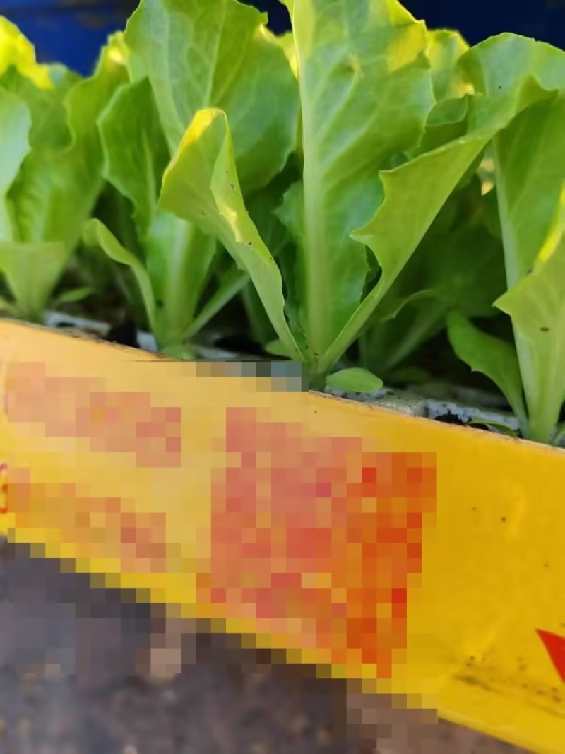 意大利生菜脆爽生菜苗基地供应耐抽苔生菜苗