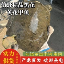 甲鱼仿野生甲鱼黑花黄花仿野甲鱼产地直发欢迎咨询