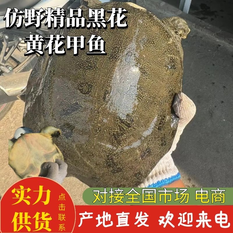 甲鱼仿野生甲鱼黑花黄花仿野甲鱼产地直发欢迎咨询