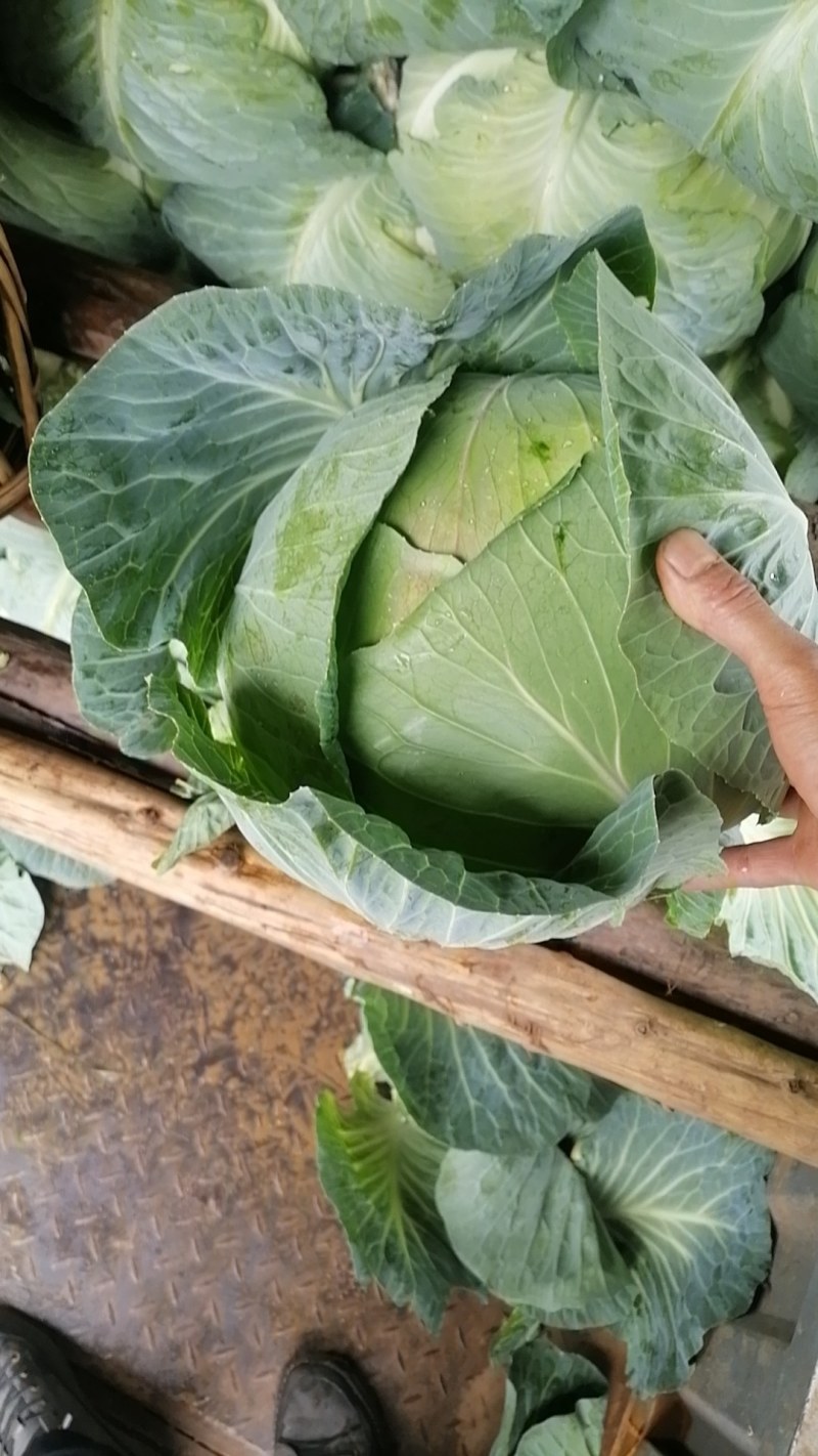 莲花白甘蓝新鲜甘蓝，健康美味，直供农场，快来选购！