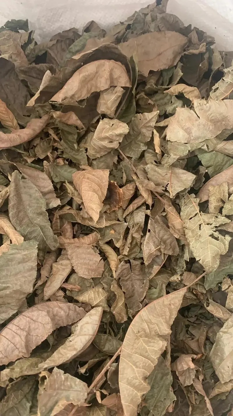 新货现磨青钱柳粉青钱李粉摇钱树粉
