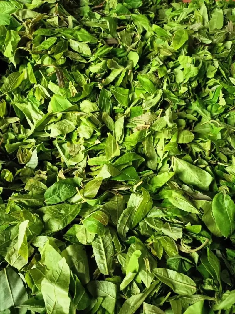 新货现磨青钱柳粉青钱李粉摇钱树粉