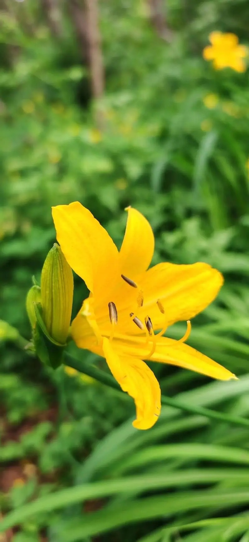 厂家直销白屈菜粉断肠草粉白屈菜原料打粉中药材粉