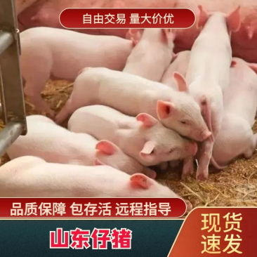 三元猪苗培育基地规格齐全防疫到位全国可发视频看货