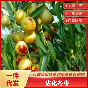 山东沾化冬枣鲜枣对接各大平台电商，拼多多，一件代发