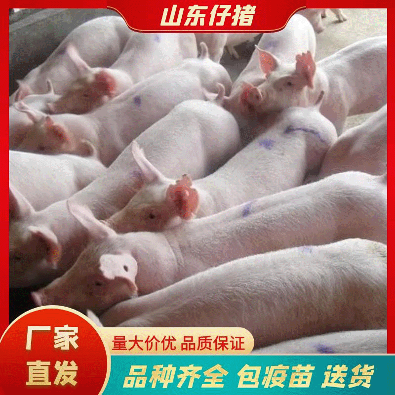 日照三元猪仔培育基地基地直发量大从优视频看货欢迎电联